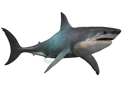 鲨鱼牙齿白色的巨龙背景