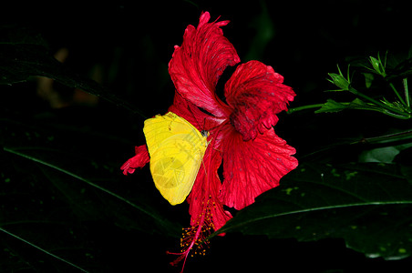 红花上的黄蝴蝶背景图片