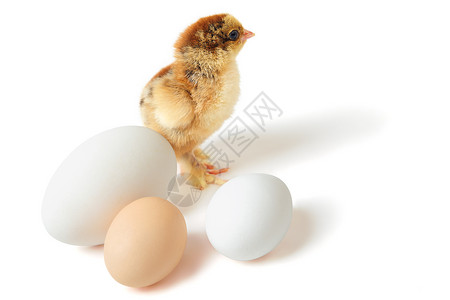 大小比较鸡蛋鸡椭圆形尺寸生活动物学后代鸡科动物鹅蛋农场大小背景