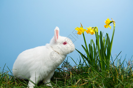 白色草白毛兔子坐在水仙子旁边背景