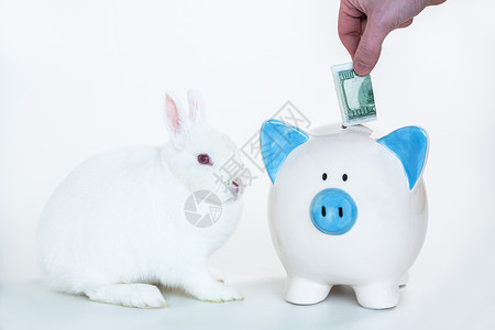 手绘账单白兔子坐在蓝白小猪银行旁边 用手把钱放进袋里背景