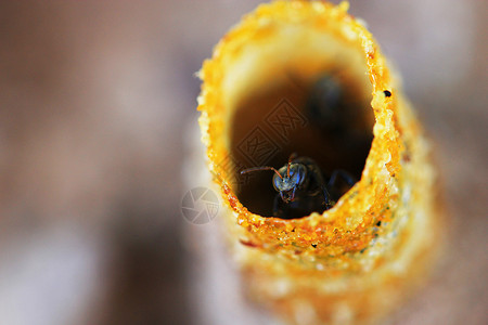 皮卡里氏等离子体蜂巢宏观漏洞生活眼睛环境黑色蜂窝野生动物昆虫背景图片