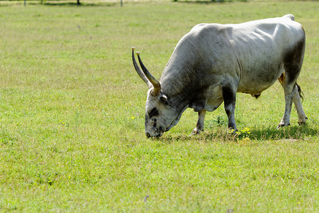 匈牙利灰色牛白色国家小牛牛肉农业喇叭土地绿色耳朵牛角背景图片