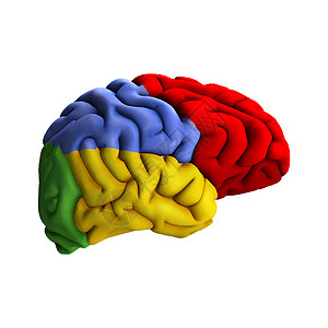 脑图医疗器官思考智力生物学专注科学知识心理想像力力量高清图片素材