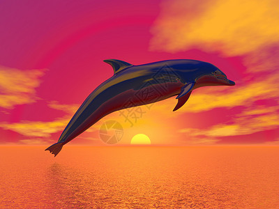 3D海豚海豚自由  3D转化阳光热带太阳海洋插图游泳光环野生动物生活日落背景