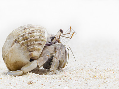 爬行类动物寄居蟹边缘海滩热带贝类螃蟹土地螺旋荒野贝壳生活背景