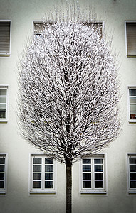 城市雪树背景图片