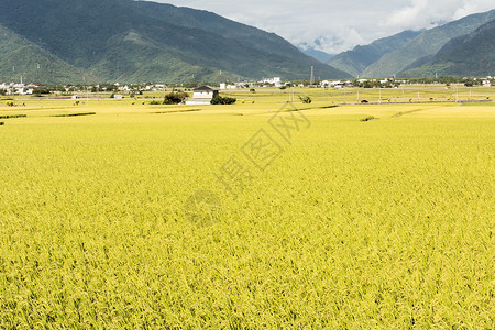 长堤农村风景文化收成牧歌食物场景稻田场地粮食房子生长背景图片