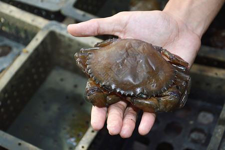 捕捞螃蟹软壳螃蟹捕捞渔业服务食物出口贝类动物餐厅鱼池渔夫香料背景