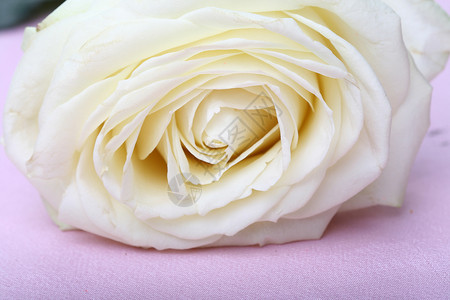 白玫瑰花玫瑰礼物宏观背景图片