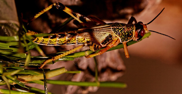 黄红脚稻蚱蜢小的无脊椎动物高清图片