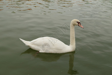 让爱不再沉默河流中的白天鹅反射蓝色场景动物翅膀游泳池塘野生动物国家羽毛背景