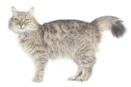 猫类晶须宠物猫科动物条纹长发动物背景图片