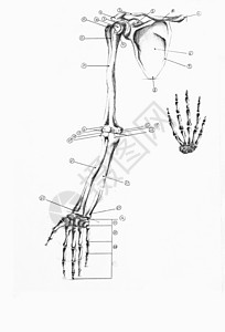 手和项圈骨背景图片