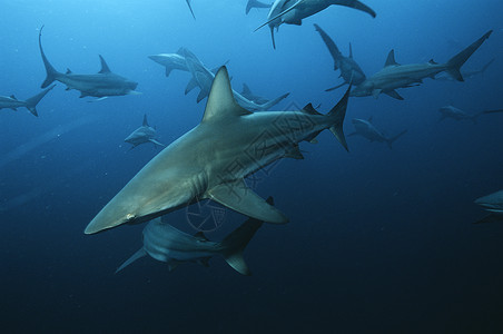 黑鳍鲨印度洋 南非黑蒂普鲨鱼(卡查尔希努斯断肢鲨鱼)在大洋中游泳背景