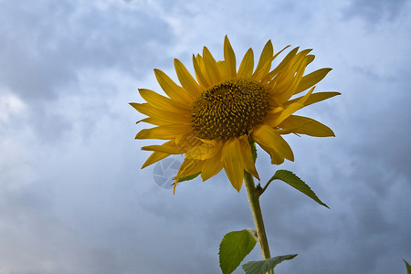 西班牙 一天云天向日葵天空时间照片植物学农村植物种子场地季节太阳自然高清图片素材