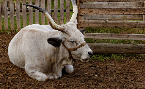 匈牙利灰色牛眼睛奶牛农业村庄高山白色国家耳朵反刍动物农场背景图片