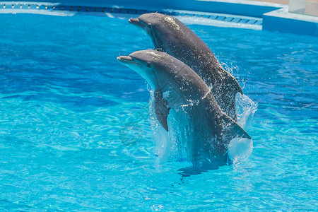 蓝色海豚大鱼舞蹈探戈游戏乐趣生物鼻子展示尾巴飞跃海洋动物游泳背景