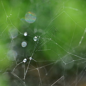 蜘蛛网和雨滴高清图片