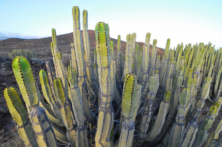 沙漠植物群干旱沙漠上的中产植物仙人掌刷子荒野日落森林植物群纪念碑管道国家食物器官背景