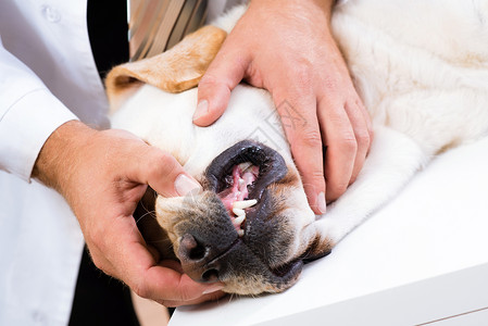 动物牙齿检查狗的牙齿爪子疾病药品兽医犬类动物考试鼻子测试宠物背景