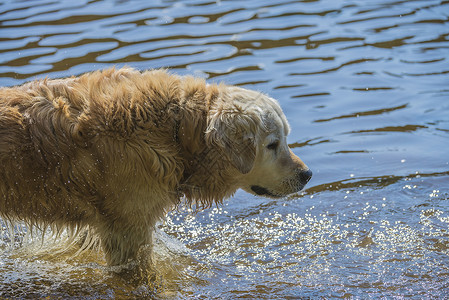 湿游泳海上的金采金者浴池检索幸福游泳跑步乐趣喜悦犬类微笑行动猎犬背景