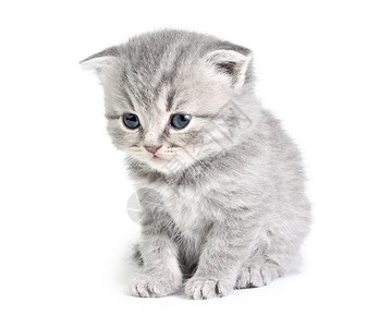 小猫咪坐着悲哀动物好奇心悲伤小猫毛皮白色高清图片