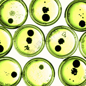 培里迪塞斯的细菌在成长琼脂技术菌类保健细胞拭子生长生物宏观微生物绿色的高清图片素材