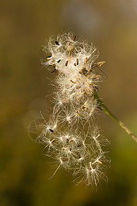 Dandelion 漂流的种子背景图片