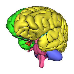 人类脑图医疗知识分子教育知识插图智慧生活力量头脑心理图表高清图片素材