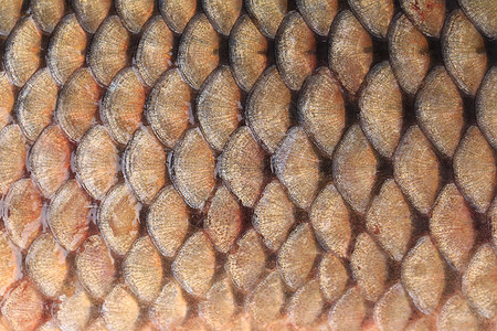 抽象与鱼素材鱼的丝质接近了生物皮肤金属淡水宏观金子鲤鱼金鱼水族馆健康背景