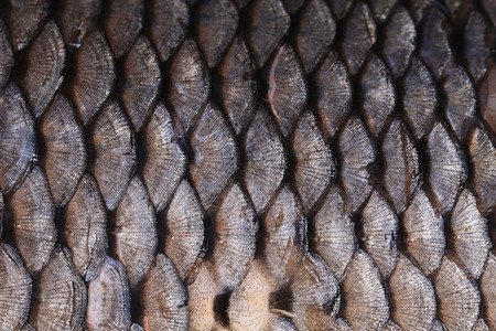 鱼的丝质接近了皮肤动物钓鱼鲤鱼水族馆淡水生物食物宏观金鱼健康高清图片素材