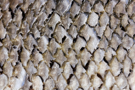 鱼皮的纹理接近了食物金子海鲜宏观水族馆淡水皮肤生物金鱼金属钓鱼高清图片素材