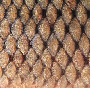 鱼的丝质接近了食物金子淡水鲤鱼金属海鲜皮肤水族馆金鱼宏观结构高清图片素材