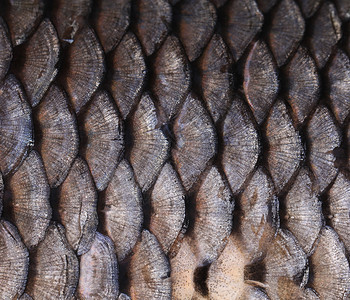 鱼的丝质接近了金子淡水皮肤海鲜宏观鲤鱼金鱼生物水族馆金属目的高清图片素材