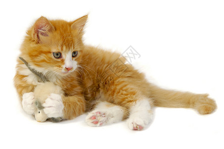 金鼠送财猫和鼠鼠橙子打金猫科动物宠物动物群玩具老鼠眼睛动物姿势背景