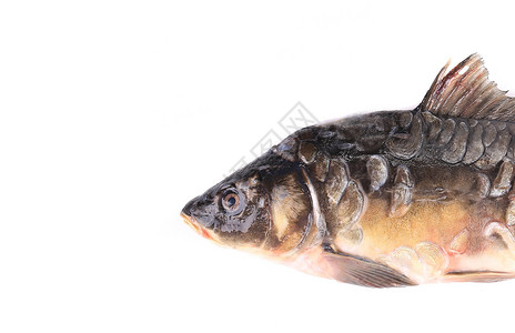 新鲜的鲤鱼特写水平食物白色钓鱼背景图片