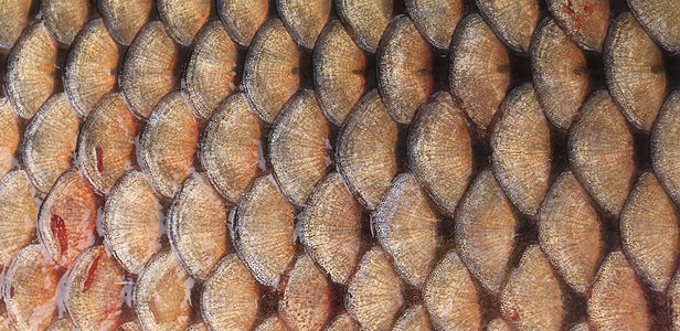 鱼的丝质接近了鲤鱼皮肤金鱼水族馆生物金属金子食物海鲜钓鱼图案高清图片素材