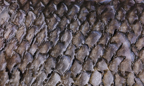 鱼皮的纹理接近了金属淡水鲤鱼海鲜宏观钓鱼生物水族馆金子金鱼目的高清图片素材