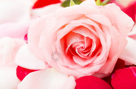 孤立的粉红玫瑰关闭新鲜高清图片