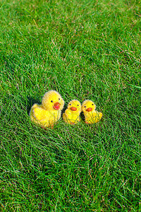 绿草上的小黄鸡农业蛋壳蛋架假期传统场地小鸡动物包装季节背景图片
