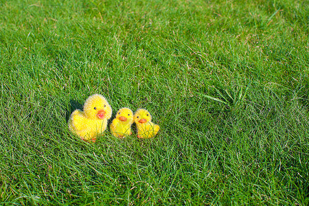 绿草上的小黄鸡假期农业传统纸盒小鸡贮存蛋架营养羽毛蛋壳背景图片