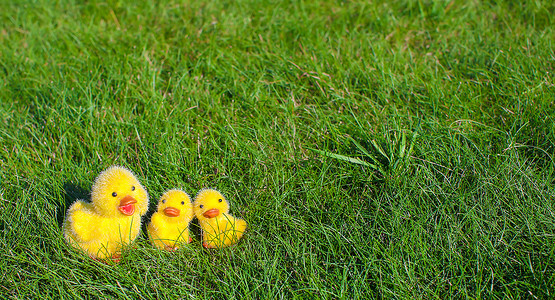 复活节的标志     绿草上的小黄鸡场地贮存包装假期纸盒蛋壳传统羽毛农业营养背景图片