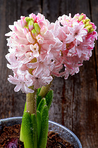 粉色花草花纹粉色花纹柔软度乡村红花问候紫色静物花头花瓣飞沫花卉背景