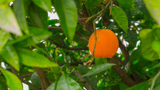在树上提取有机橙子背景图片