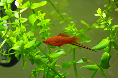 金绿色鱼素材橙子鱼水族馆金鱼动物生活情调野生动物游泳孤独宠物金子背景