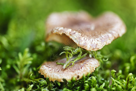 木蘑菇森林荒野木头帽子地面棕色生长植物绿色苔藓绿色的高清图片素材