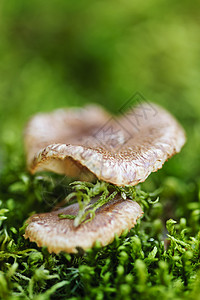 木蘑菇生长地面绿色木头菌类荒野棕色植物苔藓帽子细节高清图片素材