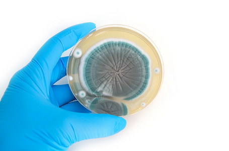 Petri天线上的真菌 白色手套高清图片素材