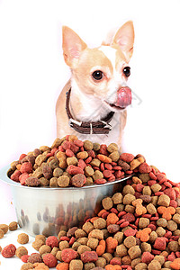奇瓦瓦狗肖像小狗舌头哺乳动物棕色犬类吃饭白色时间动物食物背景